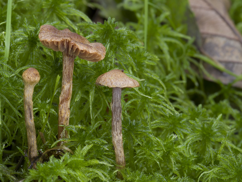 Cortinarius helvelloides